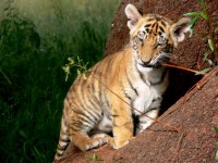 Tiger Cub Chewing Twig