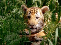 Tiger Cub In Leafy Hideout