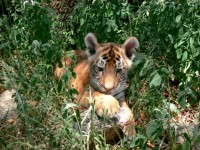 Tiger Cub In Undergrowth