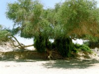 Tree Near Dry River Bed