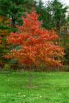 Tree With Red Leaves