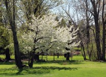 Trees In Spring