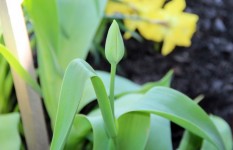 Tulip Pre-Bloom