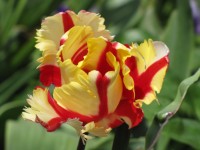 Yellow And Red Parrot Tulips