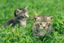 Two Adorable Kittens