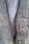 V Shape On The Tree Bark