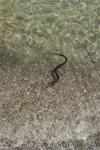 Water Snake Swimming Inshore