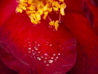 Watered Rose