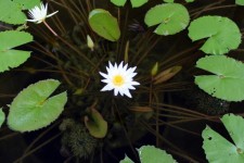 White Blossom Lotus Flower
