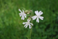 White Campion - Wild Flowers