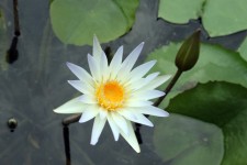 White Lotus Flower And Bud