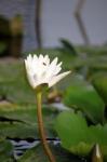 White Lotus Flower In Blossom