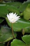 White Lotus Flower With Bee Inside