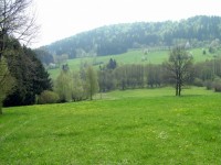 Meadow And Forest