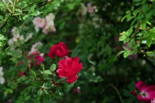 Wild Magenta Rose Bush