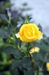 Yellow Blossom Rose Flower