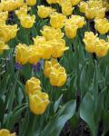 Yellow Tulip Flower