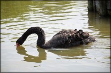 Black Swan Series 1, Water Ballet 3