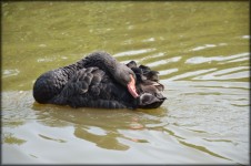 Black Swan Series 1 Water Ballet 6
