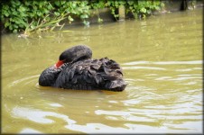 Black Swan Series 1 Water Ballet 8