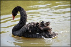 Black Swan Series 1 Water Ballet