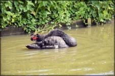 Black Swan Series 2 Water Ballet 1