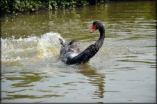 Black Swan Series 2 Water Ballet 5