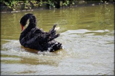 Black Swan Series 2 Water Ballet 9