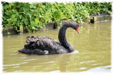 Black Swan Series 3, Prince 3