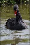 Black Swan Series 3, Prince 6