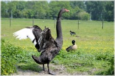 Black Swan 5 Series, Black Wings 1