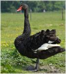 Black Swan Series 5, 7 Black Wings