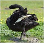 Black Swans Dance 05