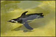 Black Footed Penguin 1