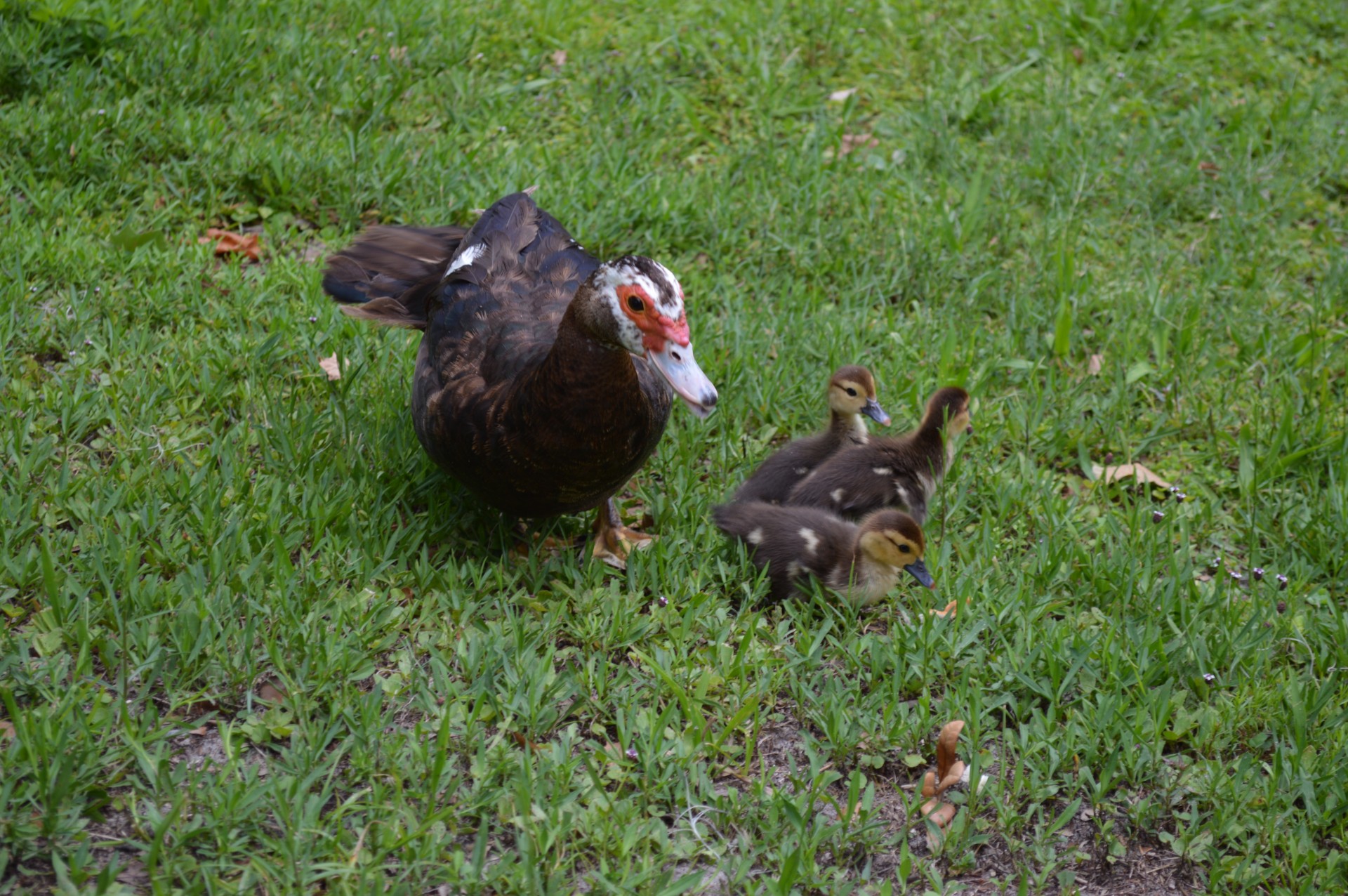 Mother Muscovy Duck whit Ducklings