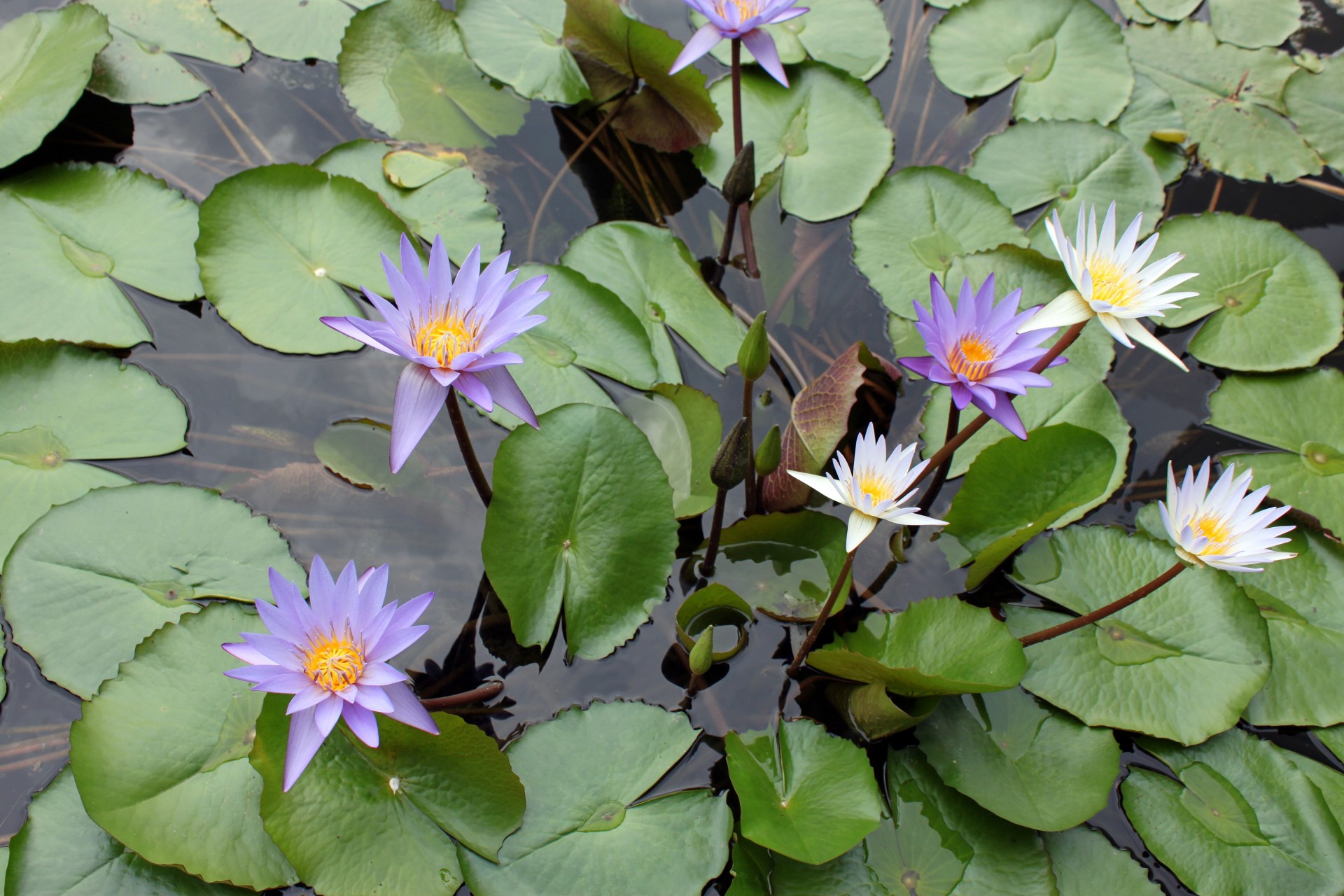 A Group Of Lotus Flower