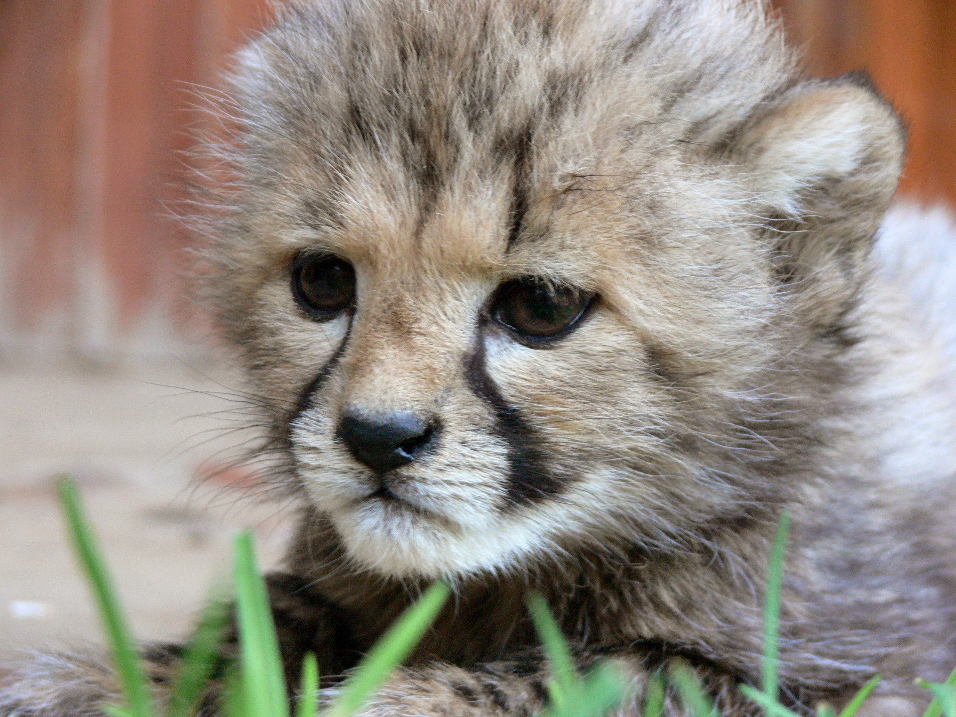 Baby Cheetah Face