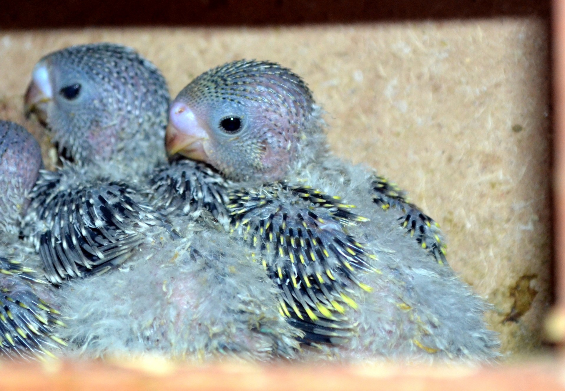 Baby Parakeets
