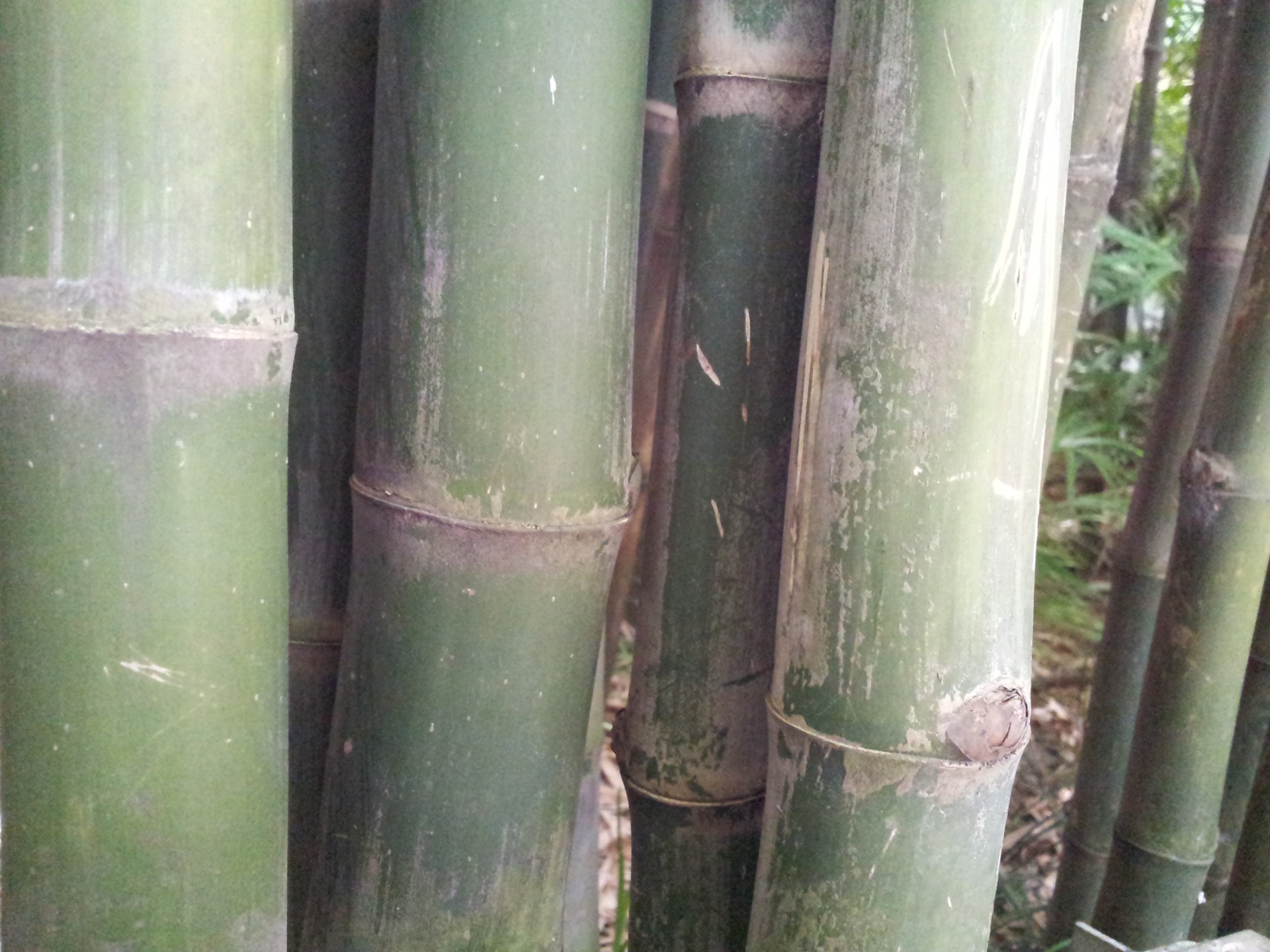 Bamboo Step Thick