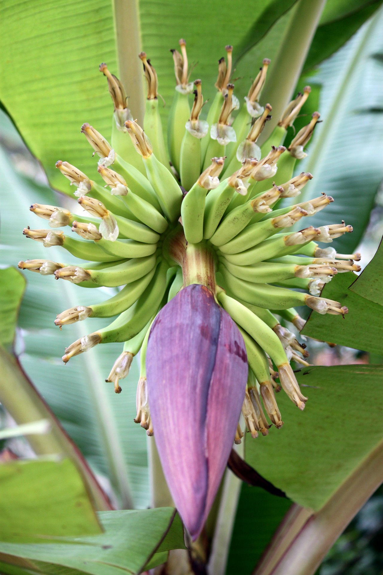 Banana Tree Flower