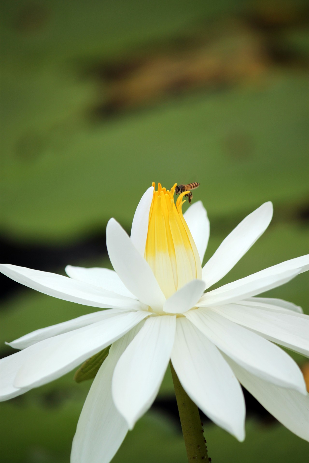 Bee On The White Lotus Flower