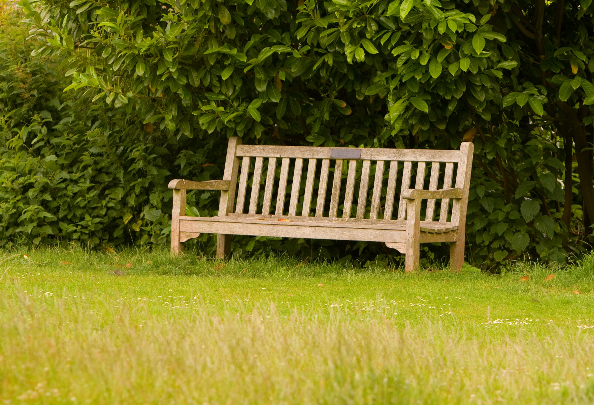 Wooden park bench on the green grass