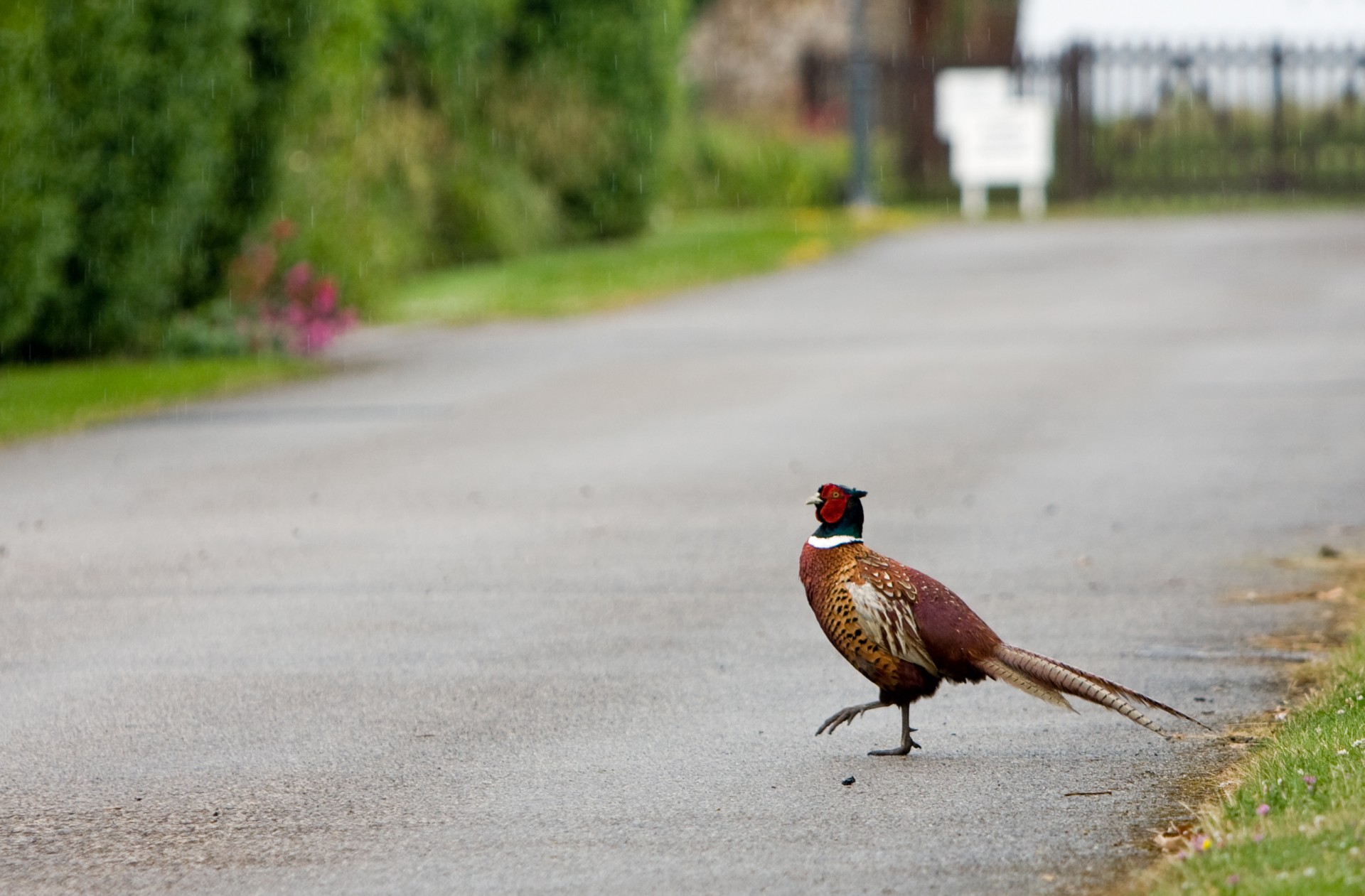 Funny pheasant bird crossing the road