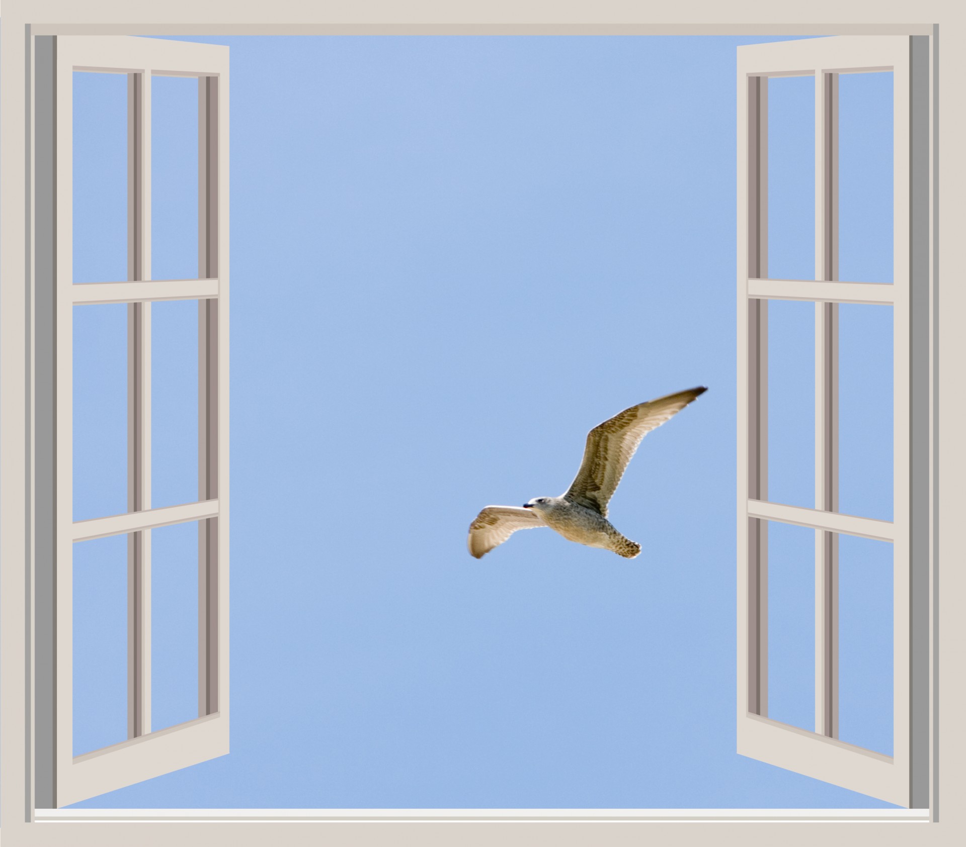 Seagull bird against blue sky flying past an open window view