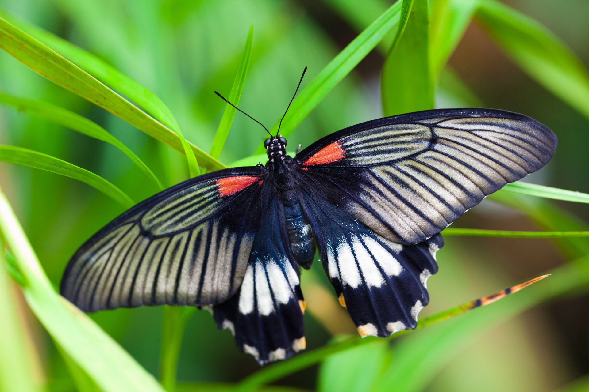 A beautiful black, white and red butterfly sitting on grass leaves