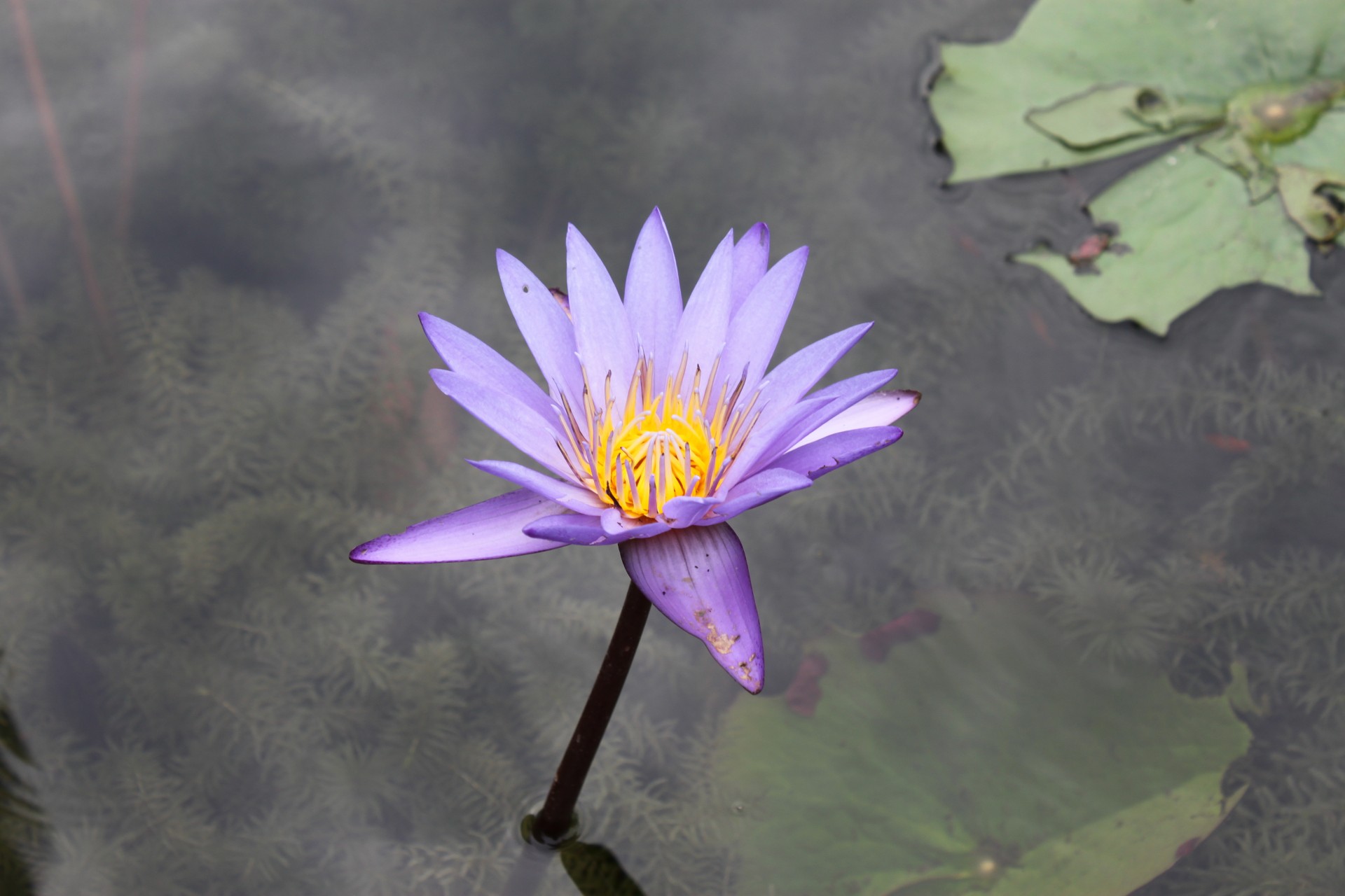 Blue Lotus Flower On The Pond