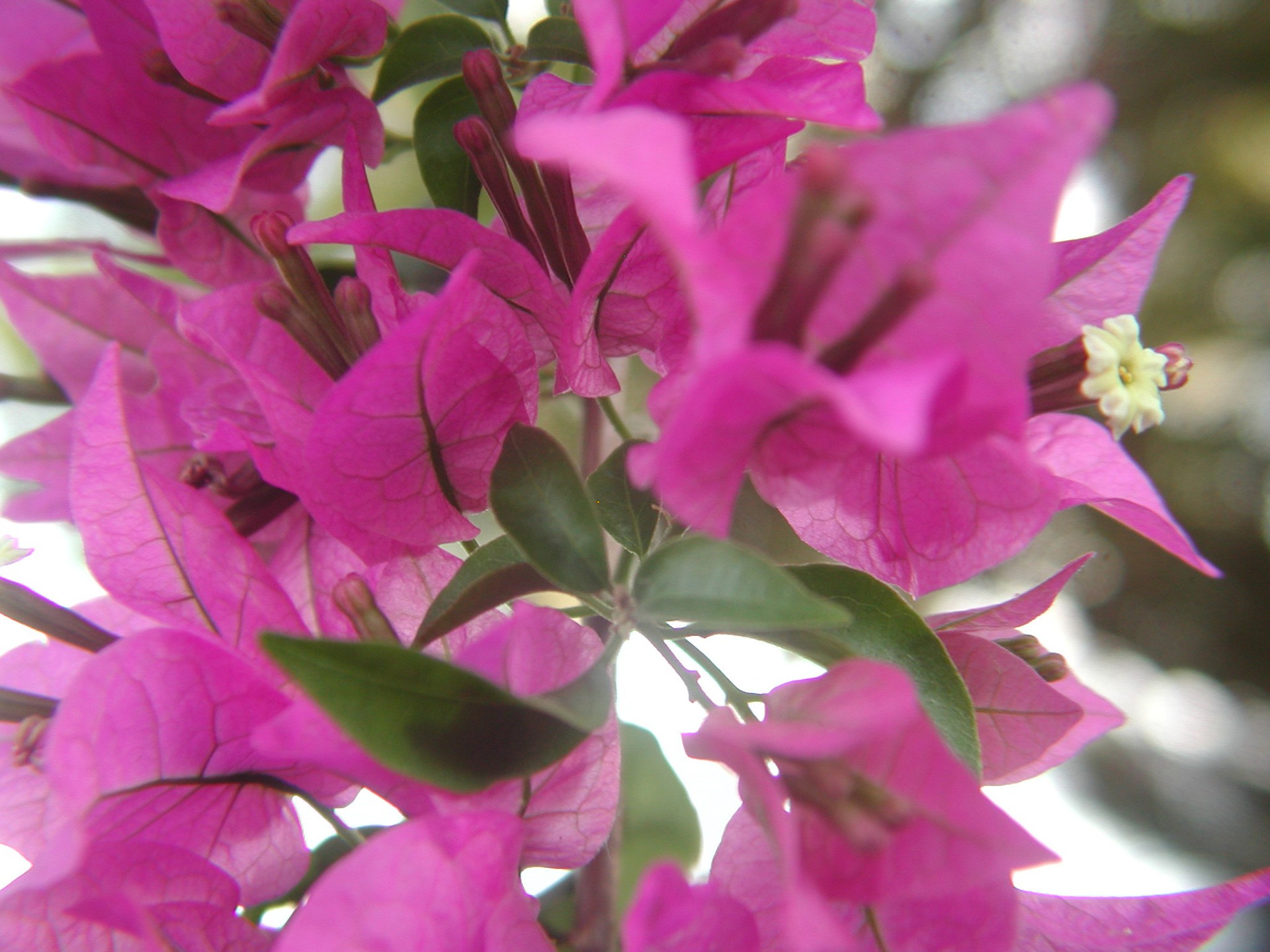 Bougainvillea As A Houseplant