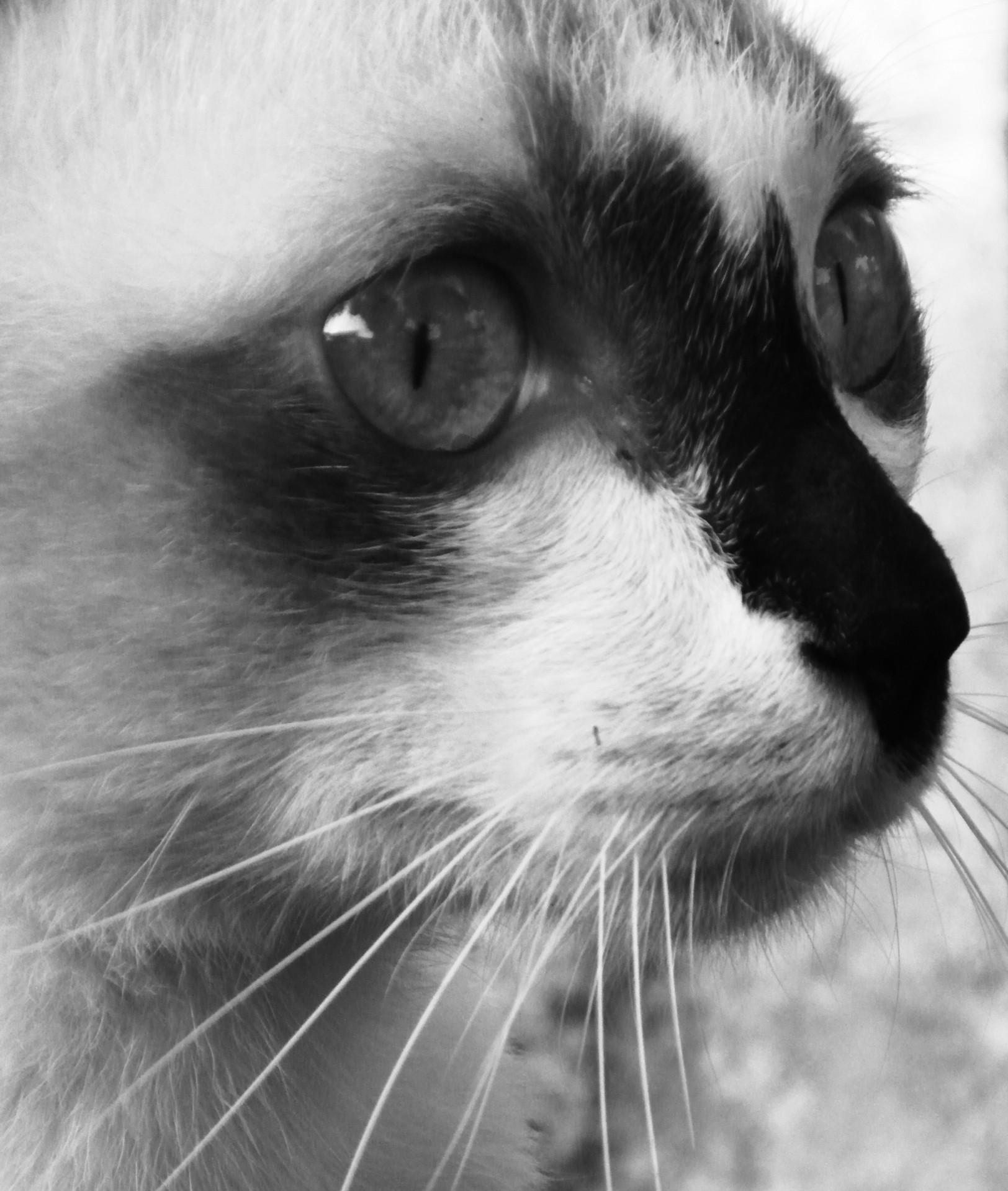 Burmese Cat Black and White Close-up