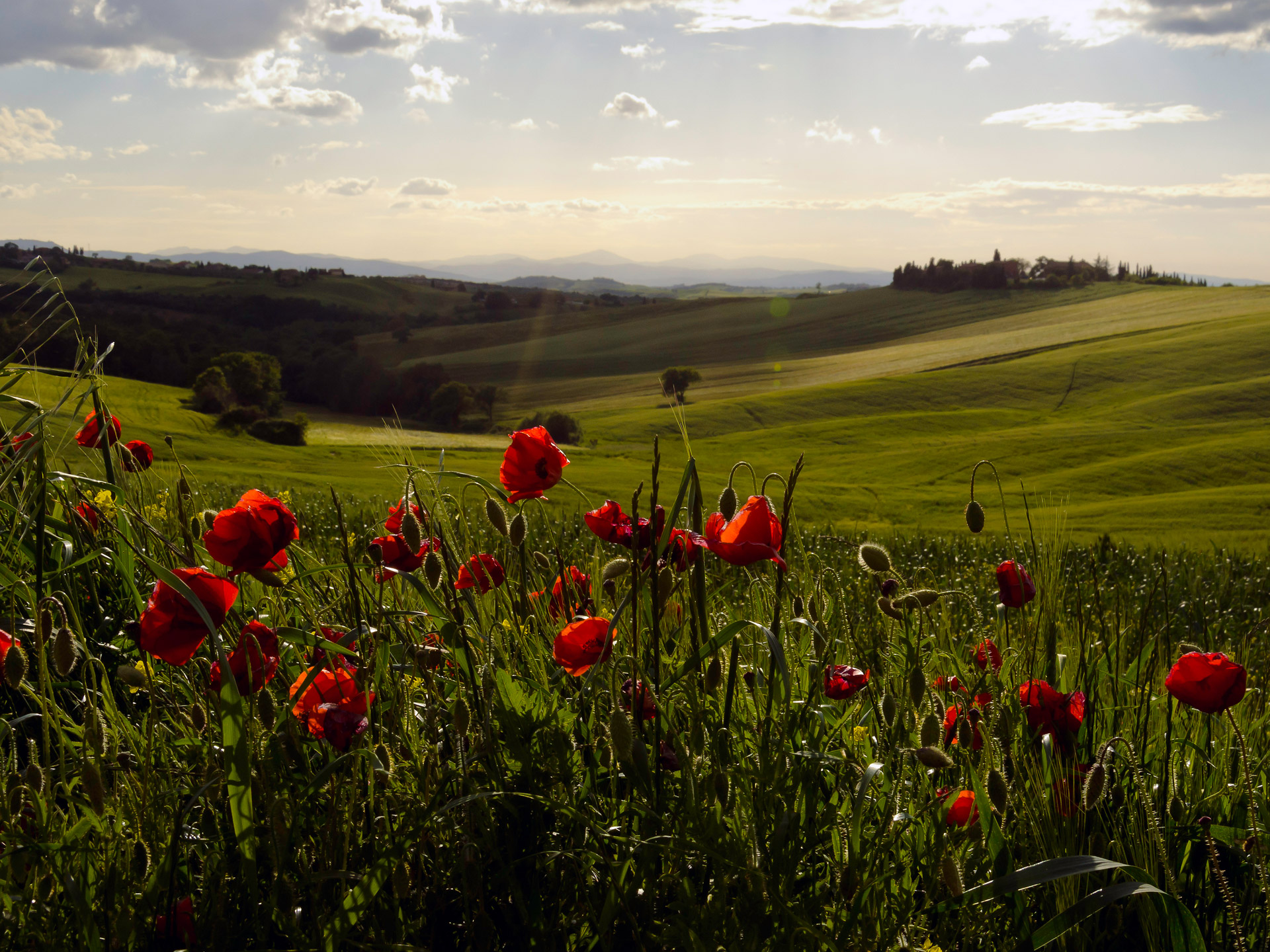Tuscan Countryside with Poppies