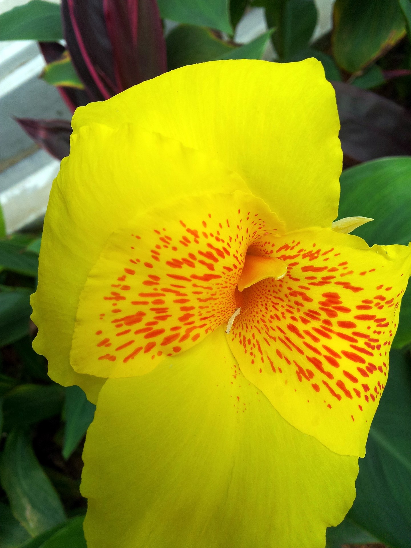 Canna Petal Yellow Blended With Red